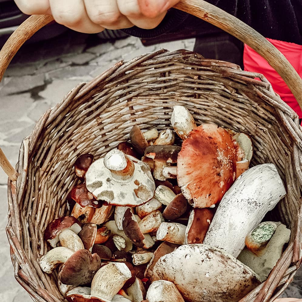 Mushroom Foraging